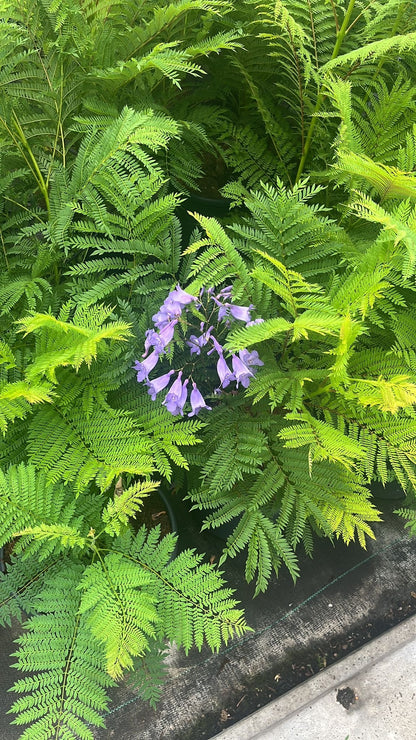 Jacaranda mimosifolia ‘Bonsai Blue’ - Dwerg-Jacaranda