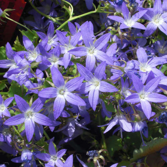 Violette klokjesbloemen met witte centra en groene bladeren, in volle bloei voor tuinversiering. Perfect voor decoratieve tuinontwerp en bloemenkwekerij.