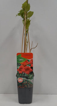 Campsis 'flamengo' - Oranje Trompetbloem