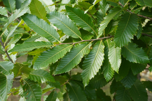 Castanea sativa - Tamme kastanjehaag blote wortel