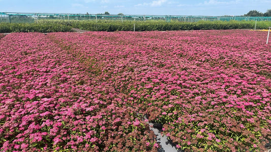 Spiraea japonica ‘Anthony Waterer’ - Spierstruik