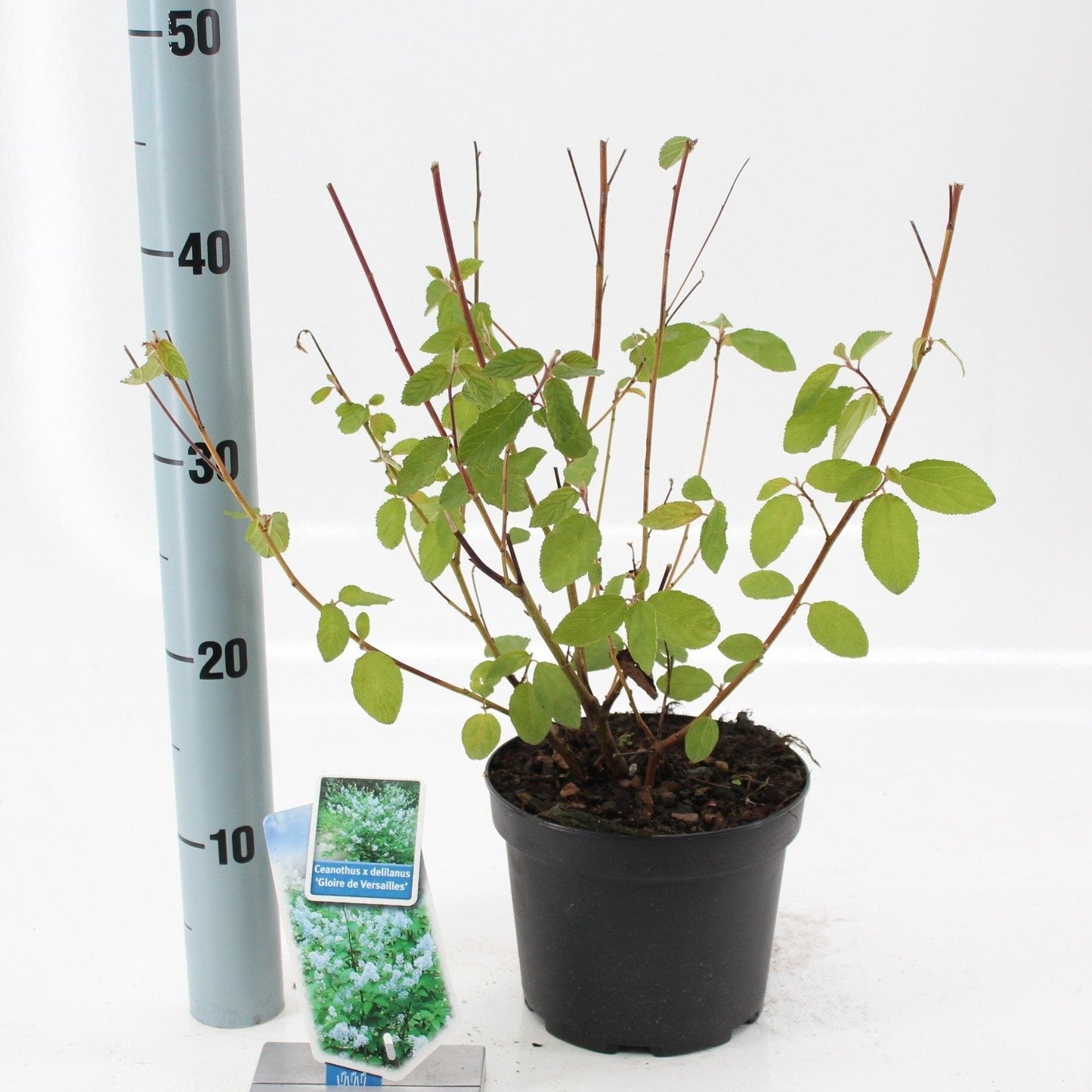 Ceanothus delilianus 'Gloire de Versailles' - Amerikaanse sering