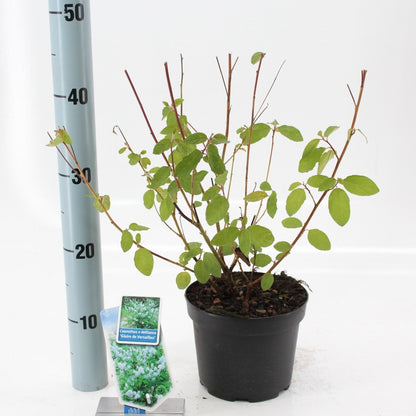 Ceanothus delilianus 'Gloire de Versailles' - Amerikaanse sering