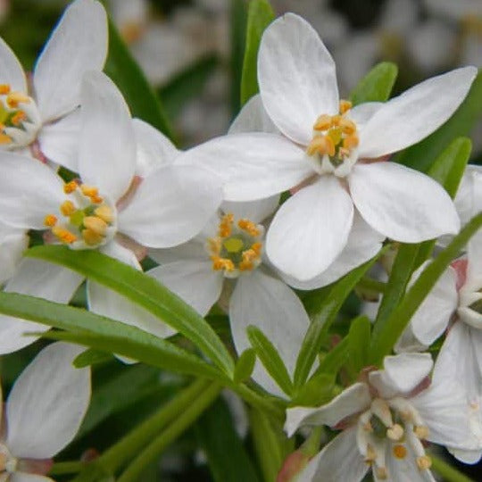 Choisya 'Aztec Pearl' - Mexicaanse oranjebloesem