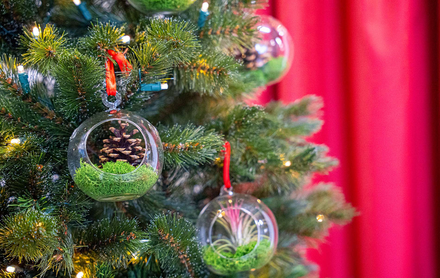 Glass Christmas Ball - Airplant and Reindeer Moss