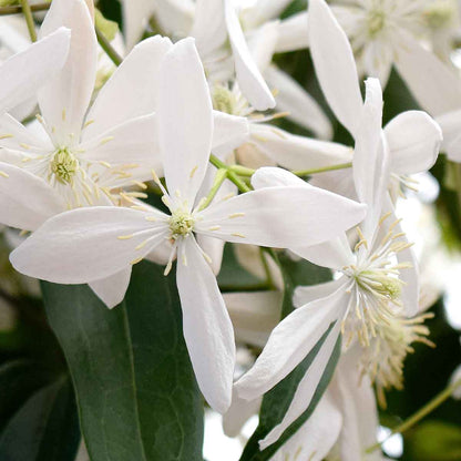 Clematis 'Armandii' - Witte bosrank