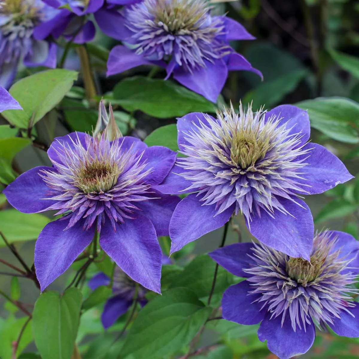 Clematis mix - Kleur - Pakket van 10