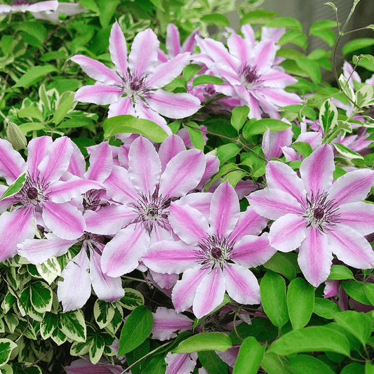 Clematis 'Nelly Moser' - Roze/witte bosrank