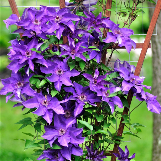 Clematis mix - Blauw/Paars - Pakket van 10