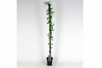 Clematis 'Alpina' - Paarse bosrank
