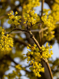 Cornus mas - Gele Kornoelje blote wortel