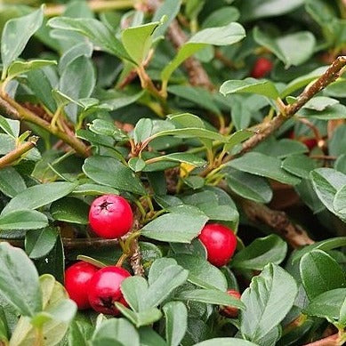 Cotoneaster radicans 'Eichholz' - Dwergmispel