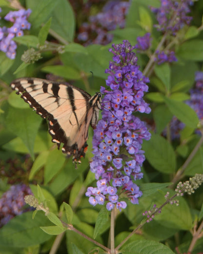 Buddleja 'Blue Chip' - Dwergvlinderstruik