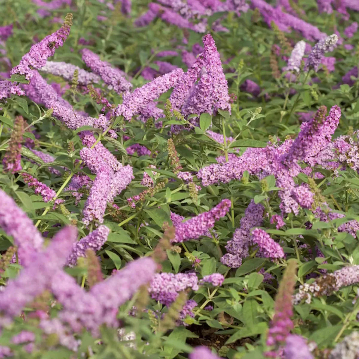Buddleja 'Pink Micro Chip' - Dwergvlinderstruik roze