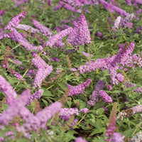 Buddleja 'Pink Micro Chip' - Dwergvlinderstruik roze