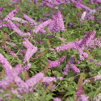 Buddleja 'Pink Micro Chip' - Dwergvlinderstruik roze