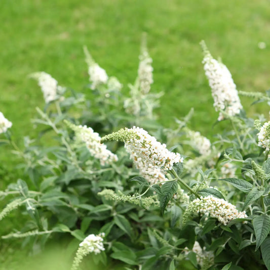 Witte buddleia bloemen met groene bladeren op een zachte groene achtergrond, perfect voor tuinversiering en insecten aanleg. Ideaal voor tuinontwerp en natuurlijke decoratie.