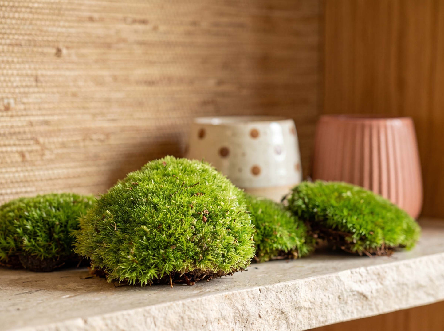 Comnox - Live Cushion Moss - Natuurlijke Decoratie - Leucobryum glaucum