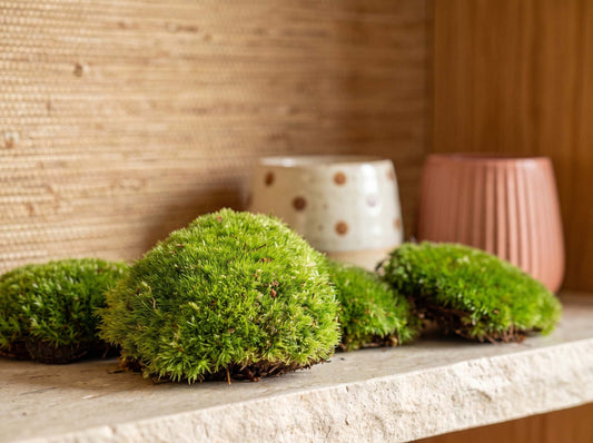 Comnox - Live Cushion Moss - Natuurlijke Decoratie - Leucobryum glaucum