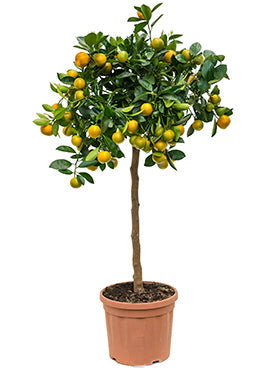 Citrus (Citrofortunella) calamondin