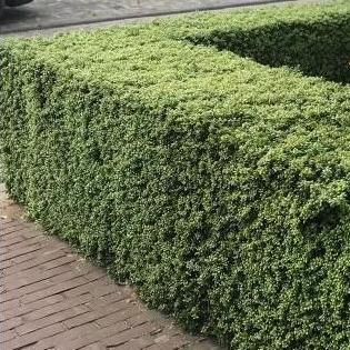 Ilex crenata Convexa (lage haag) pakket per meter