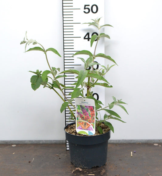 Prachtige bloeiende buddleia met paarse en oranje bloemen, groene bladeren en zichtbare stengels. Perfect voor tuinieren en decoratieve tuinontwerp.