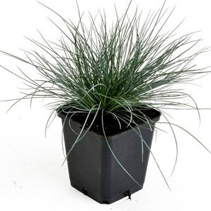 Festuca glauca - Blauw Schapengras