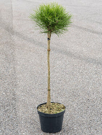 Pinus 'Marie Bregeon'
