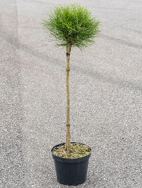 Pinus 'Marie Bregeon'