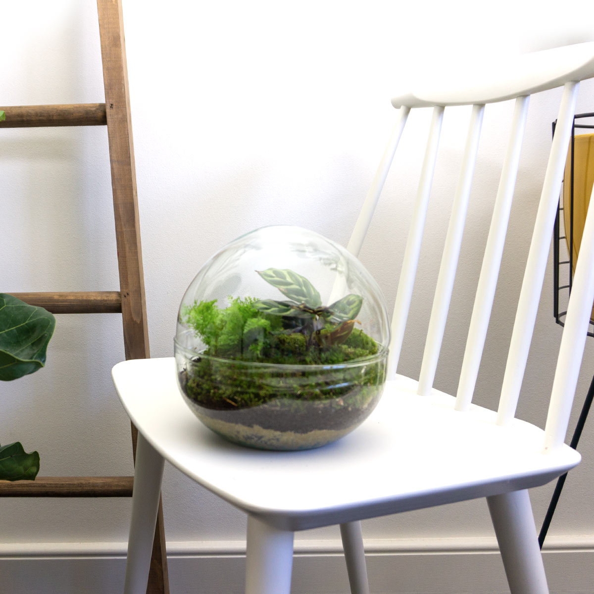 Comnox - Dome - DIY Terrarium Kit - Zelfregulerend Ecosysteem - 20 cm