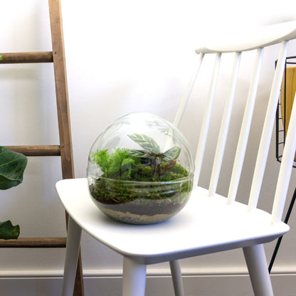 Comnox - Dome - DIY Terrarium Kit - Zelfregulerend Ecosysteem - 20 cm