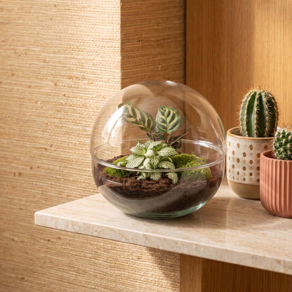 Comnox - Dome - DIY Terrarium Kit - Zelfregulerend Ecosysteem - 20 cm