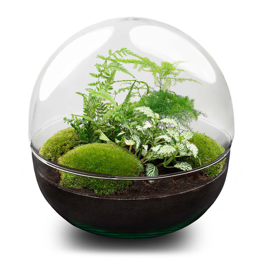 Dome XL - Two-part round glass terrarium - Bottle garden DIY kit - Ø 28 cm ↑ 28 cm