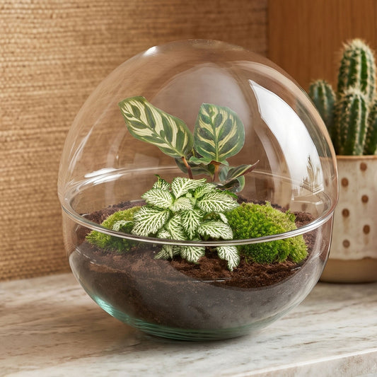 Comnox - Dome - DIY Terrarium Kit - Zelfregulerend Ecosysteem - 20 cm