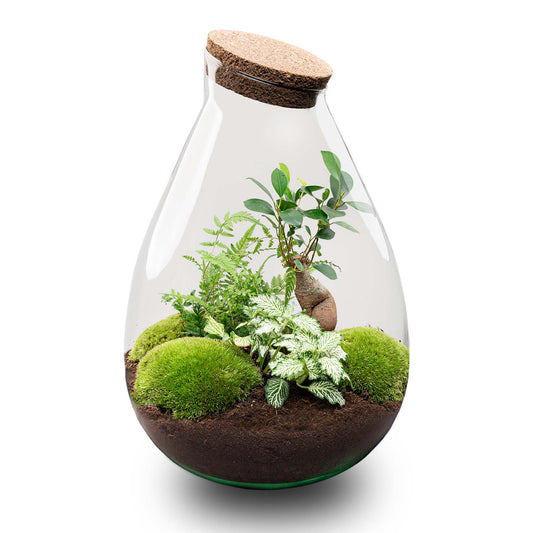 Comnox - Drop XL Green - Zelfbouw Terrarium Kit - Glazen Ecosysteem 24x37 cm
