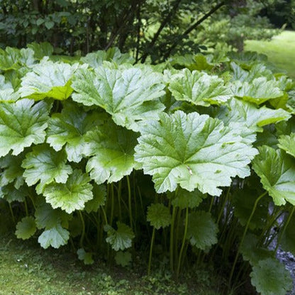 Darmera peltata - Schildblad mini