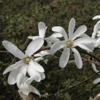 Magnolia kobus Isis® - Beverboom