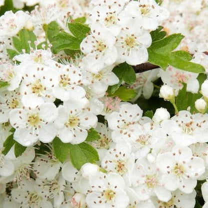 Crataegus monogyna - Meidoornhaag in pot