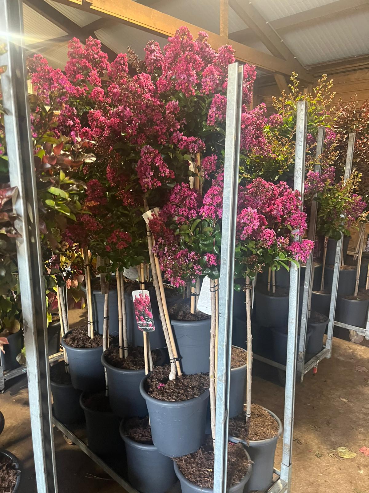 Lagerstroemia 'Berry Dazzle’ - Indische sering op stam