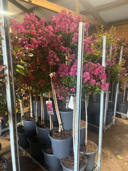 Lagerstroemia 'Berry Dazzle’ - Indische sering op stam