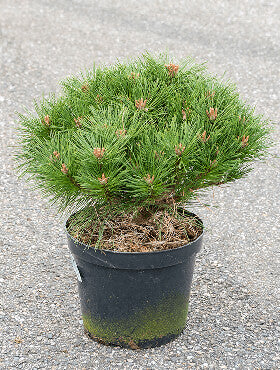 Pinus nigra 'Pierrick Bregeon'