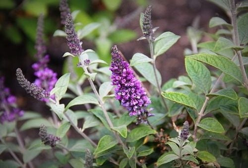 Prachtige paarse bloemen van de buddleia, met zachte groene bladeren en fijne stengels, perfect voor tuinversiering en insecten. Ideaal voor tuinontwerp en natuurlijke decoratie.