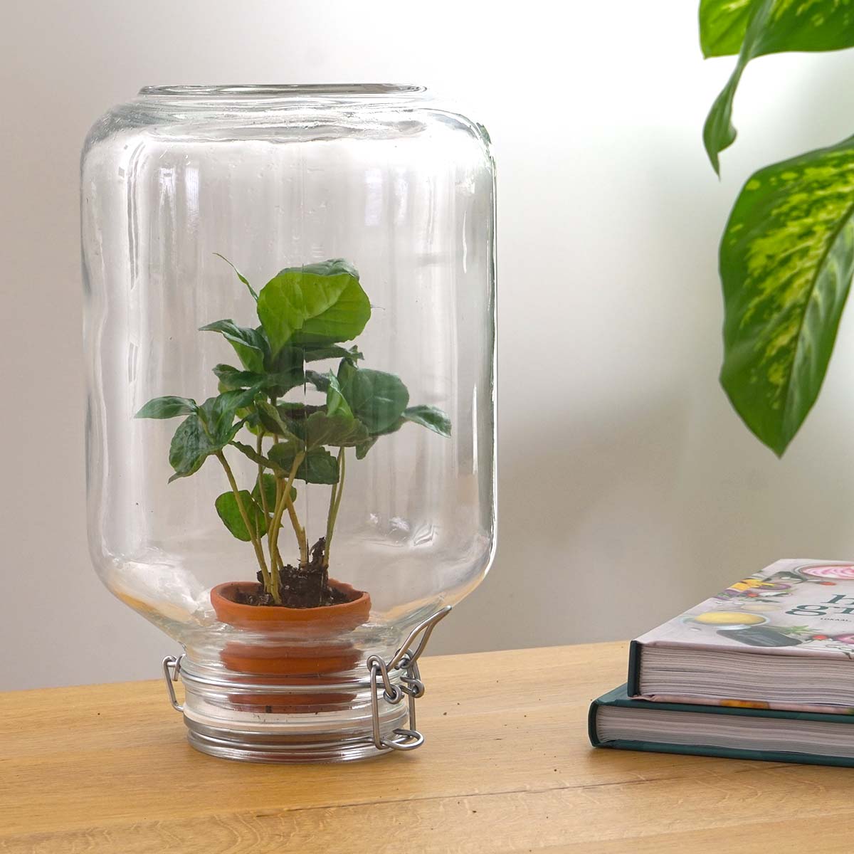 Easyplant - Fido terrarium jar - Bottle Garden DIY kit - Ø 18 cm ↑ 28 cm