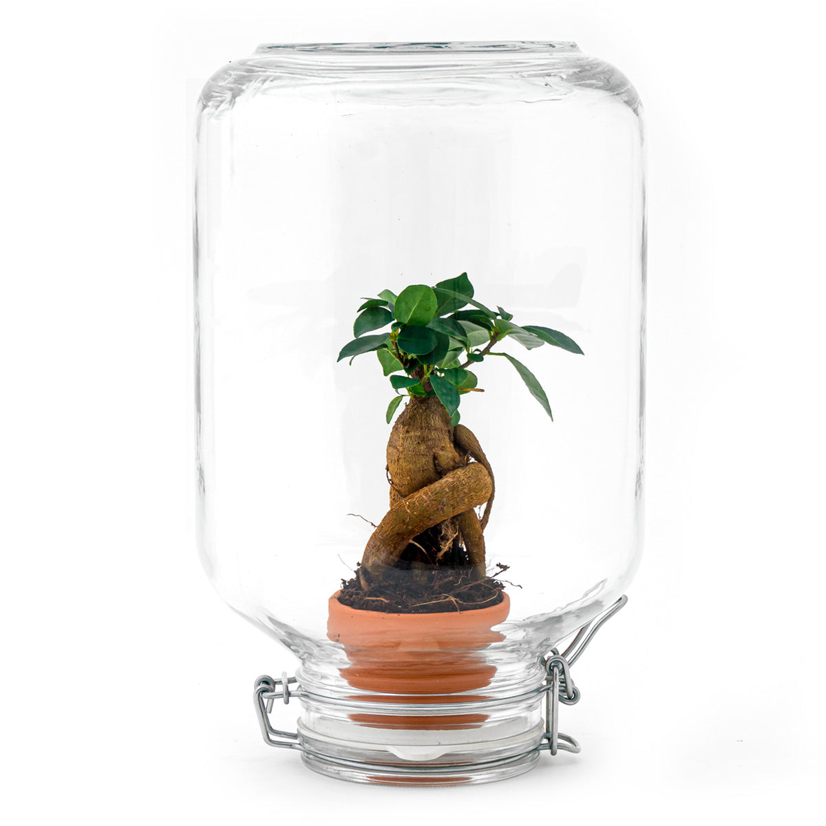 Easyplant - Fido terrarium jar - Bottle Garden DIY kit - Ø 18 cm ↑ 28 cm