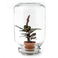 Easyplant Calathea - Fido terrarium jar - Bottle Garden DIY kit - Ø 18 cm ↑ 28 cm