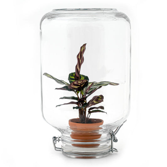 Een glazen pot met een kleurrijke, gestreepte plant in een terracotta pot, geschikt voor binnenruimte decoratie. De glazen pot heeft een metalen sluiting en is ideaal voor huisplanten.