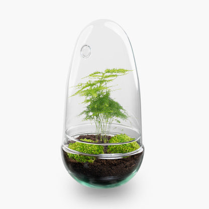 Egg Asparagus - Terrarium - Two-part glass dome - Bottle garden DIY kit - Ø 12 cm ↑ 25 cm