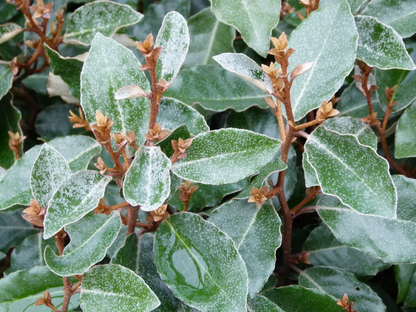 Elaeagnus ebbingei 'Compacta' - Olijfwilg - Kant-en-klaar haag