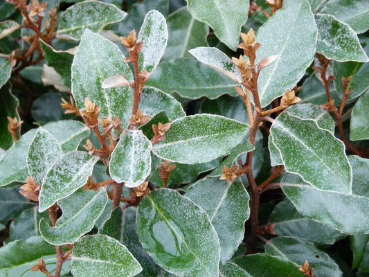 Elaeagnus ebbingei 'Compacta' - Olijfwilg - Kant-en-klaar haag