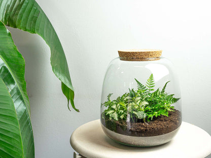 Emma Mini - Fittonia + Fern - Terrarium with cork - Bottle garden DIY kit - Ø 19 cm ↑ 20 cm